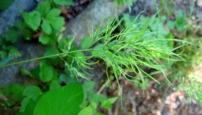 Løg-Rapgræs (Poa bulbosa)