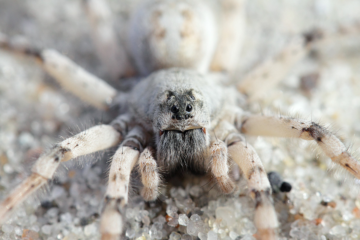 Sandgraveedderkop (Arctosa cinerea)