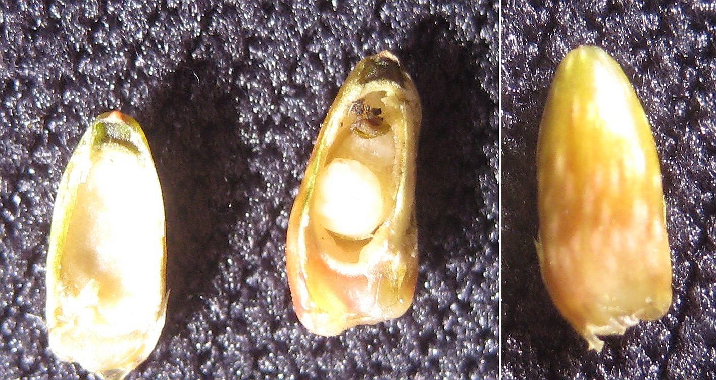 Andricus paradoxus (Andricus paradoxus)