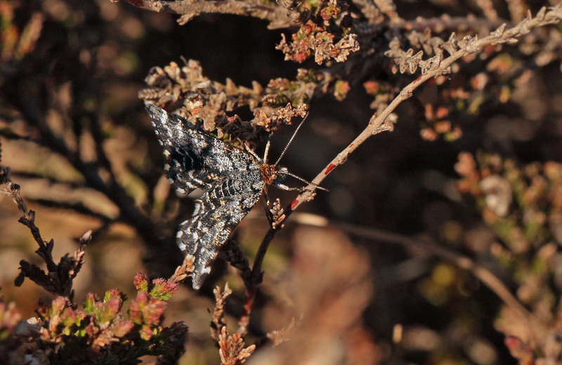 Melbærris-Måler (Macaria carbonaria)