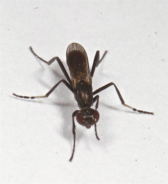 Themira annulipes (Themira annulipes)
