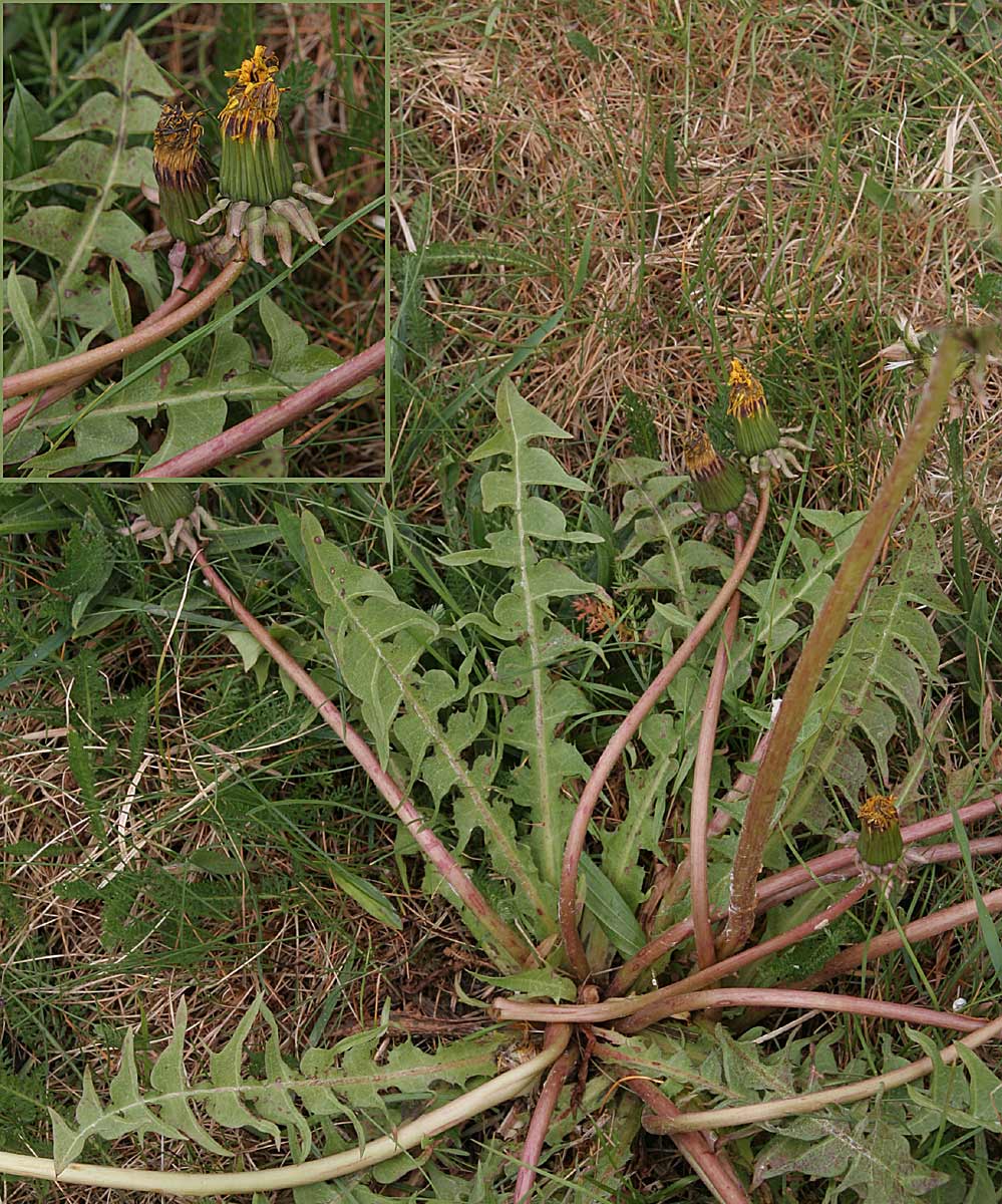 Vinklet Vejmælkebøtte (Taraxacum quadrangulum)