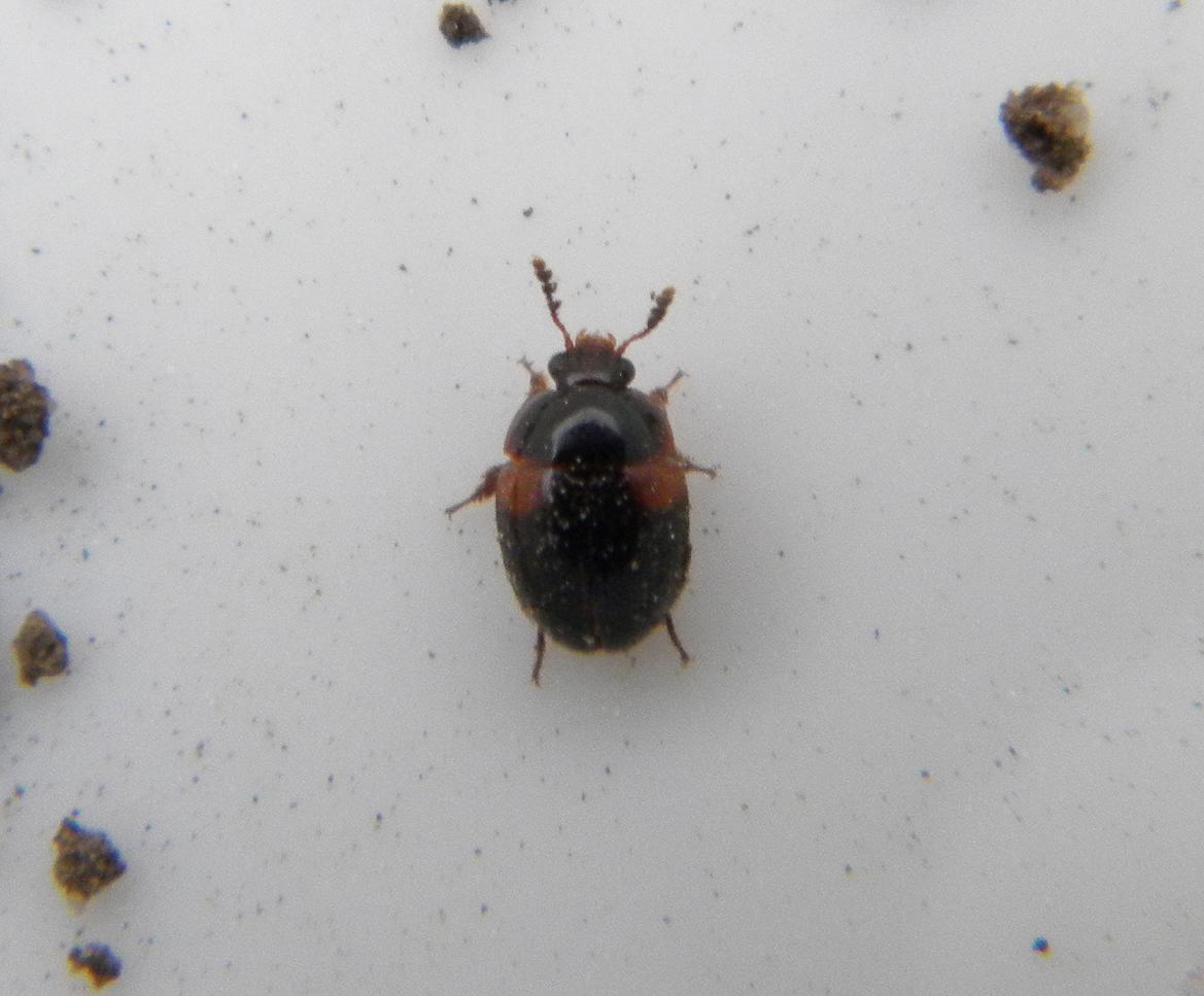 Anisotoma sp. (Anisotoma sp.)