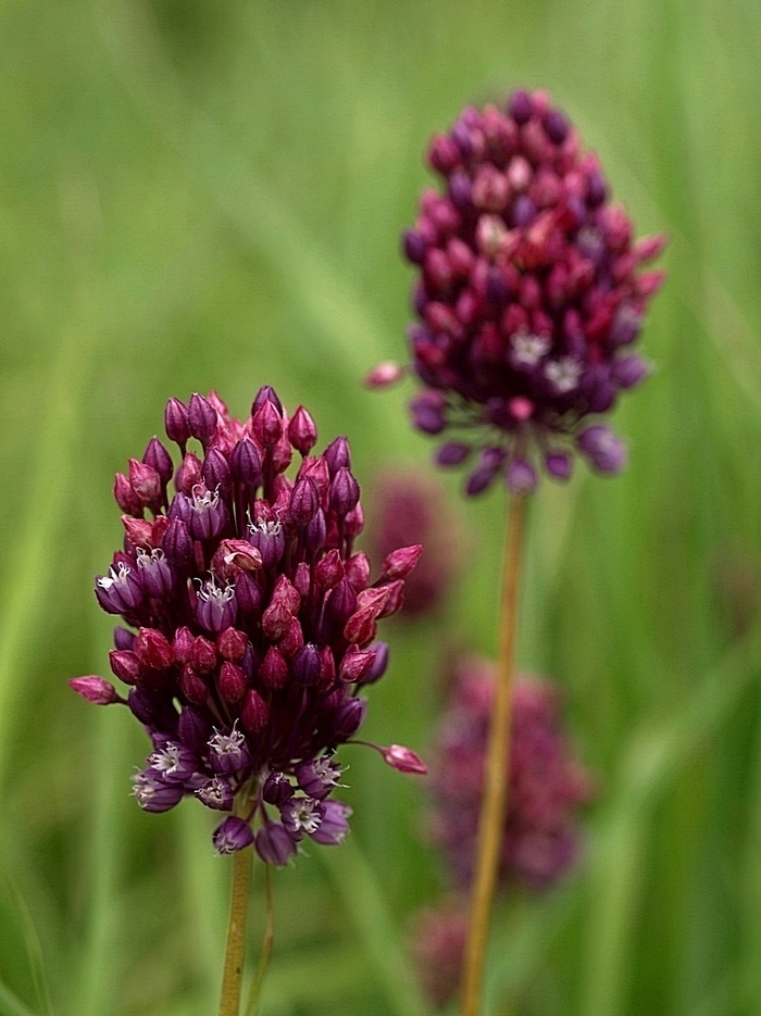 Rund Løg (Allium rotundum)