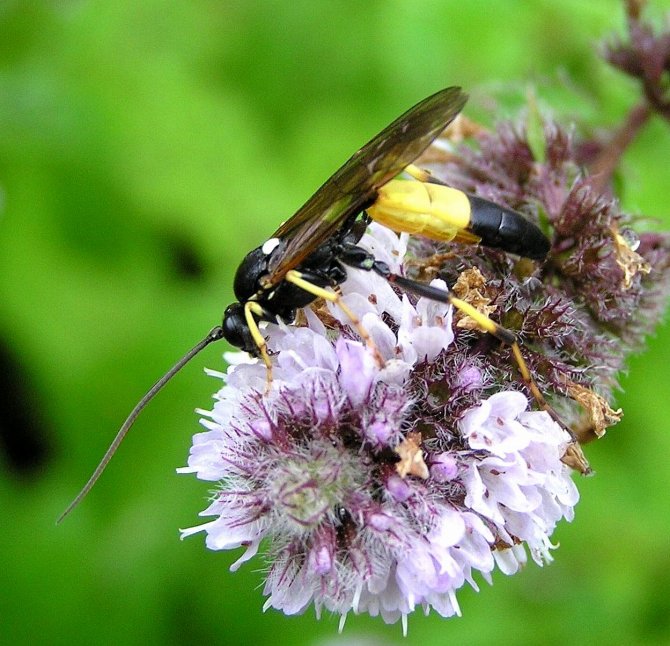 Ichneumon confusor (Ichneumon confusor)