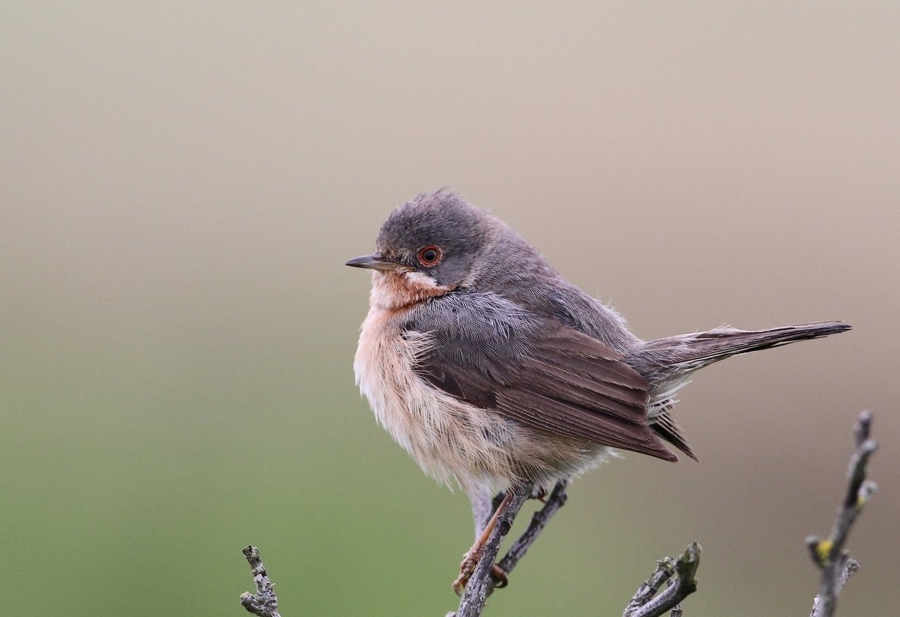 Hvidskægget Sanger (Sylvia cantillans)