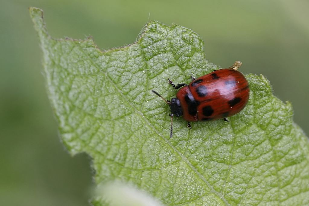 Sortplettet Pilebladbille (Gonioctena viminalis)