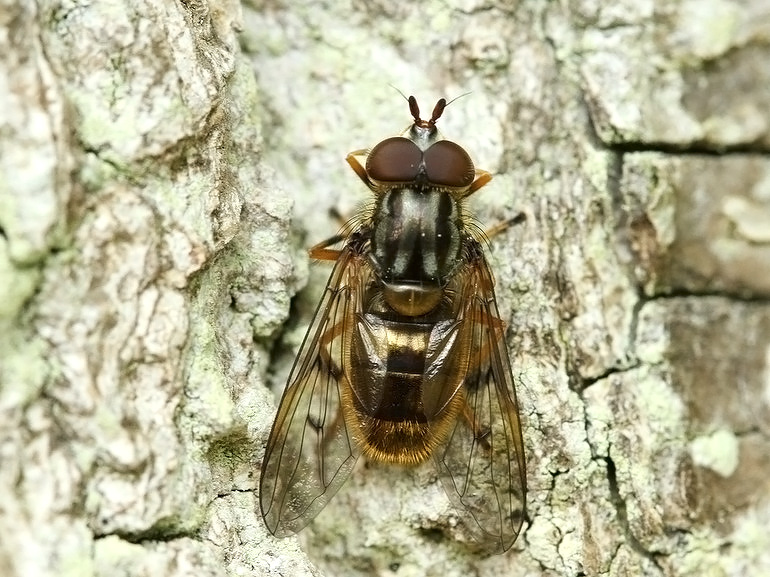 Sorthornet Guldsvirreflue (Ferdinandea cuprea)