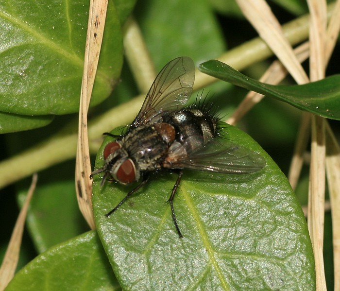 Carcelia puberula (Carcelia puberula)