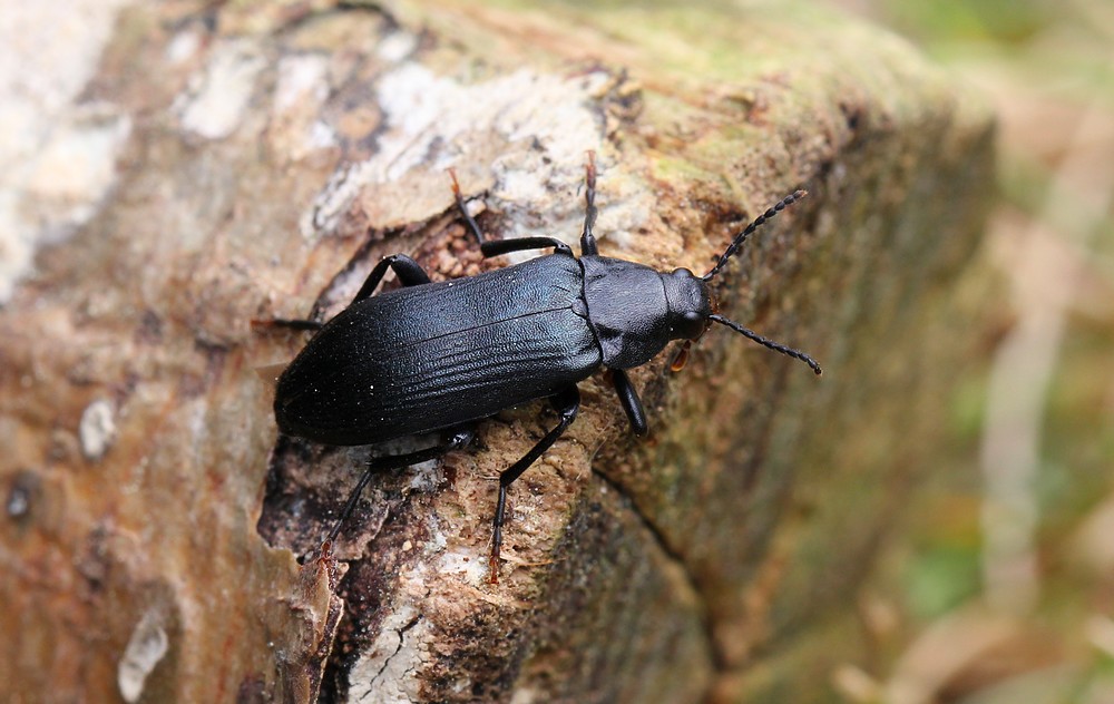 Blå Ribbevinge (Melandrya caraboides)