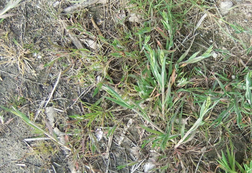 Liggende Hejre (Bromus hordeaceus ssp. thominii)