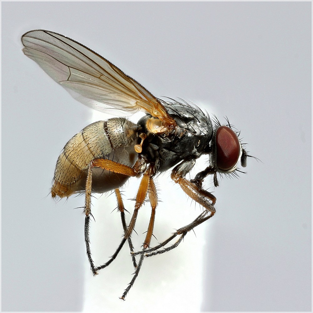 Fannia lustrator (Fannia lustrator)