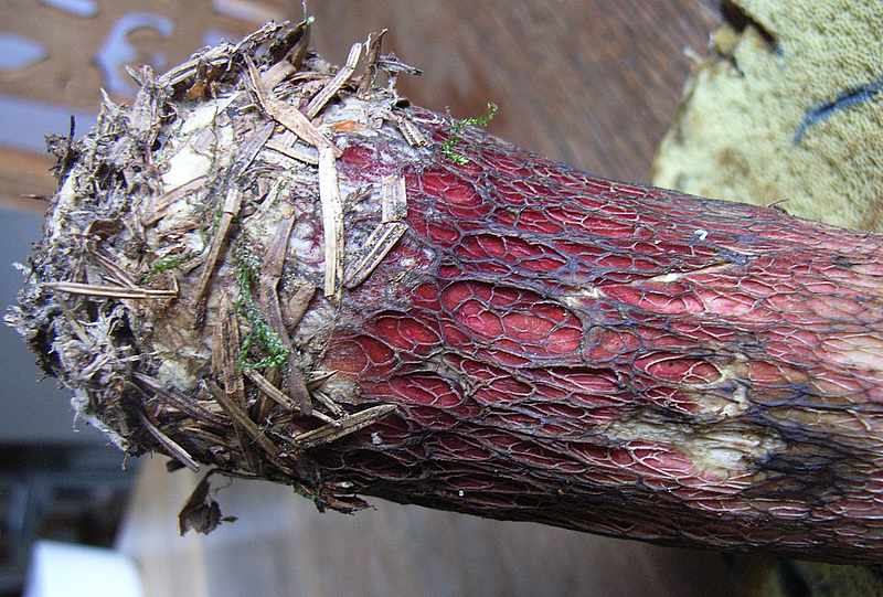 Skønfodet Rørhat (Caloboletus calopus)