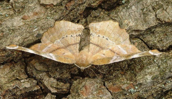 Syrenmåler (Apeira syringaria)