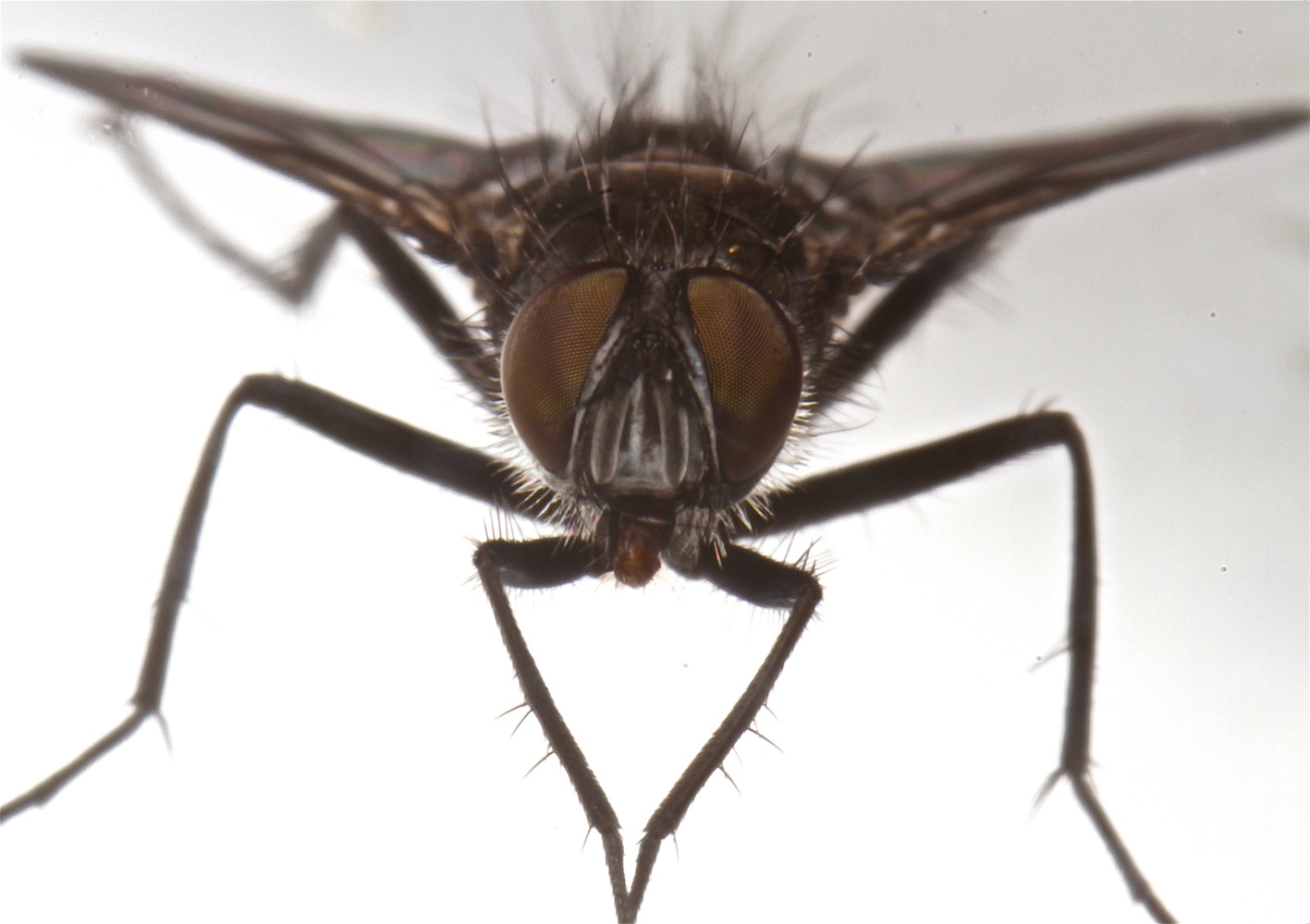 Medina separata (Medina separata)