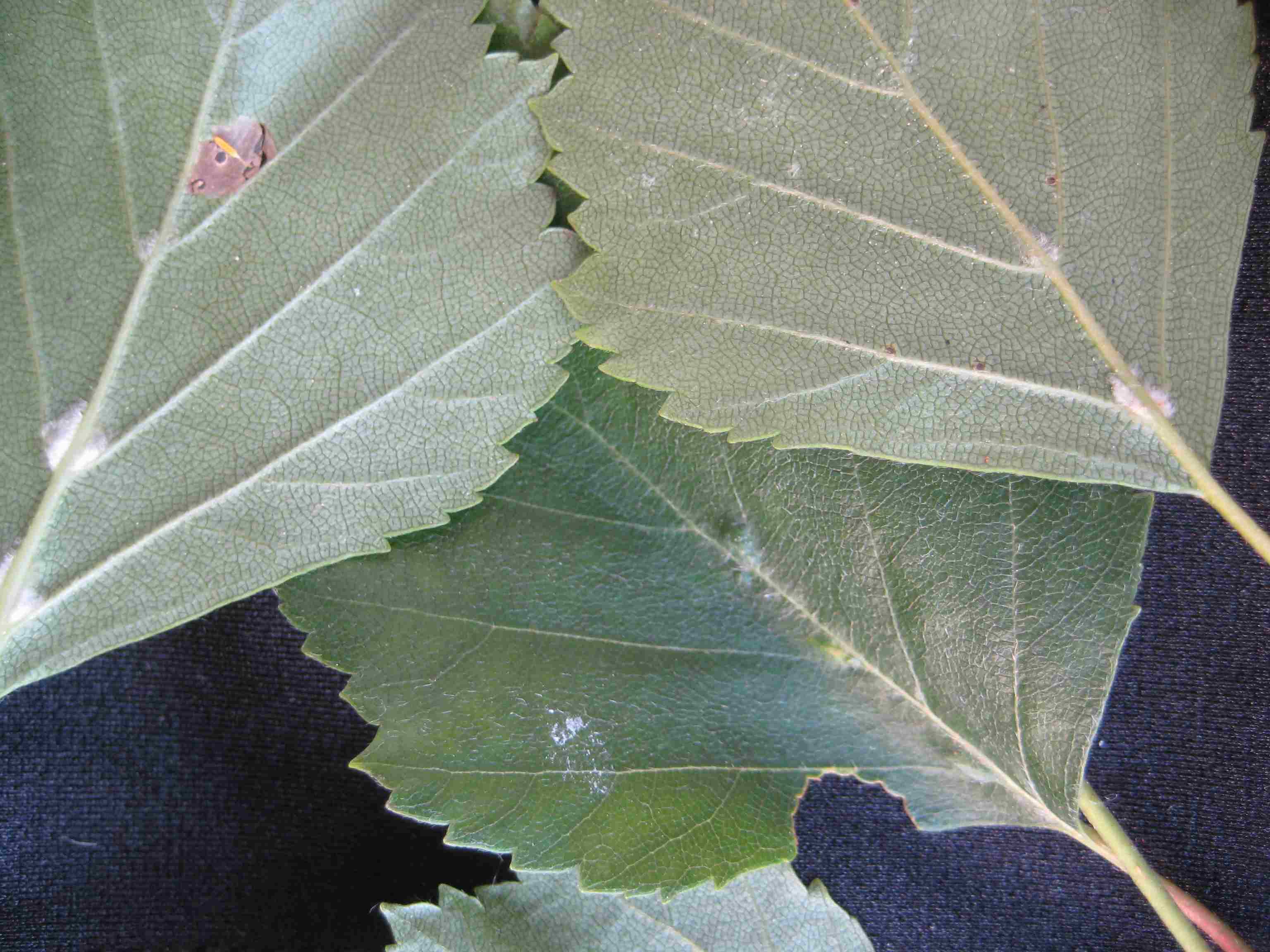 Eriophyes lissonotus (Eriophyes lissonotus)