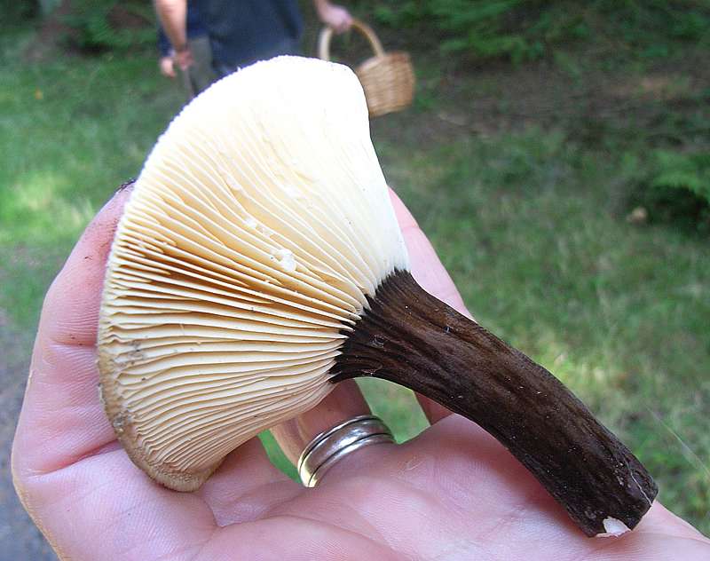 Fløjls-Mælkehat (Lactarius lignyotus)