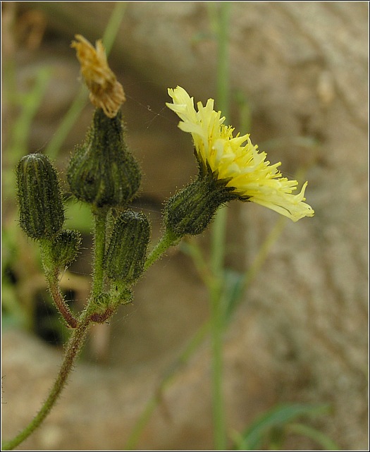 Kær-Svinemælk (Sonchus palustris)