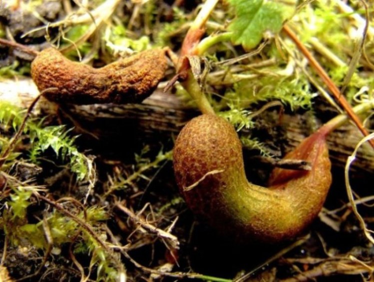 Potentil-Sækdug (Taphrina potentillae)