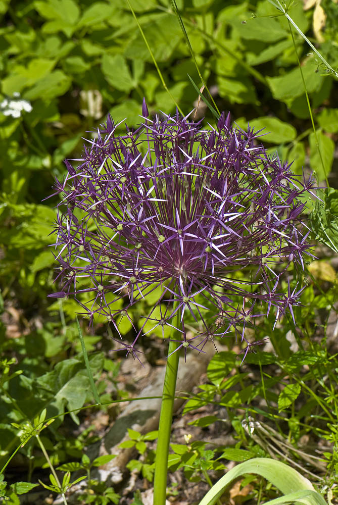 Orientalsk Prydløg (Allium christophii)