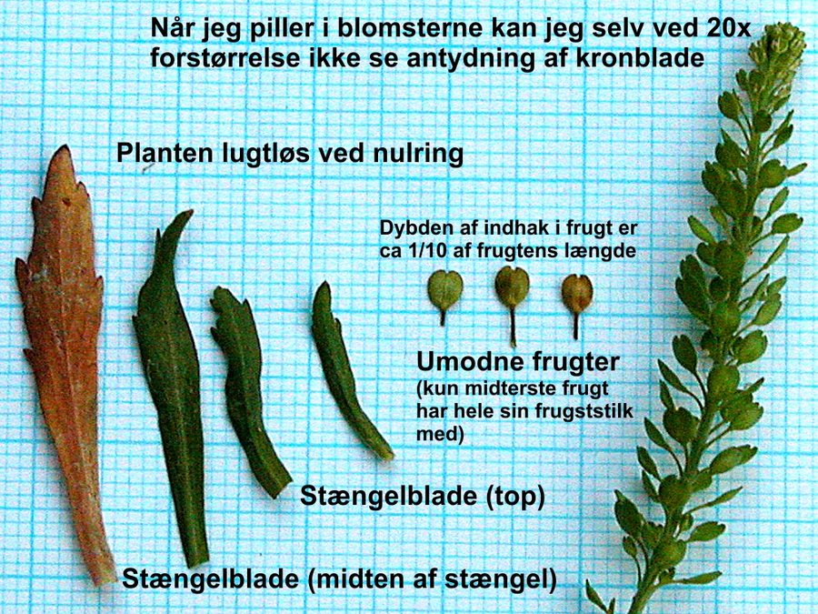 Tætblomstret Karse (Lepidium densiflorum)