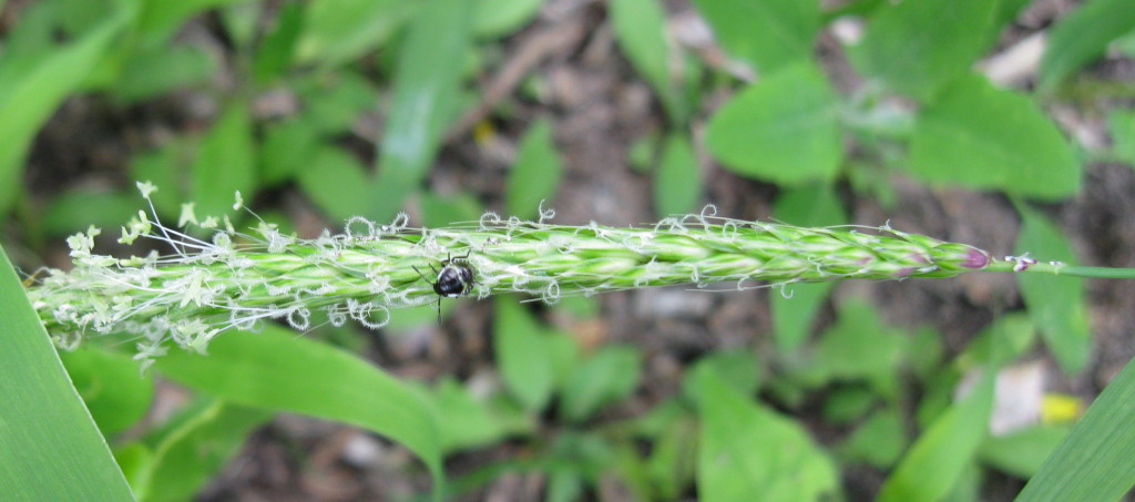 Ager-Rævehale (Alopecurus myosuroides)