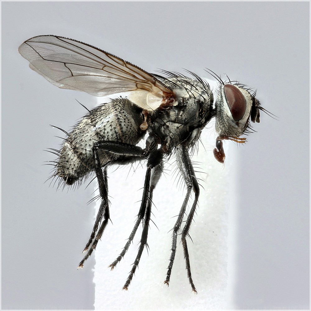 Zaira cinerea (Zaira cinerea)