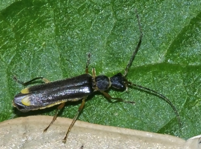Malthinus biguttatus (Malthinus biguttatus) Naturbasen
