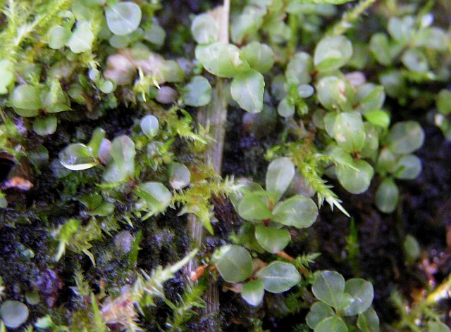 Kær-Bredblad (Rhizomnium pseudopunctatum)