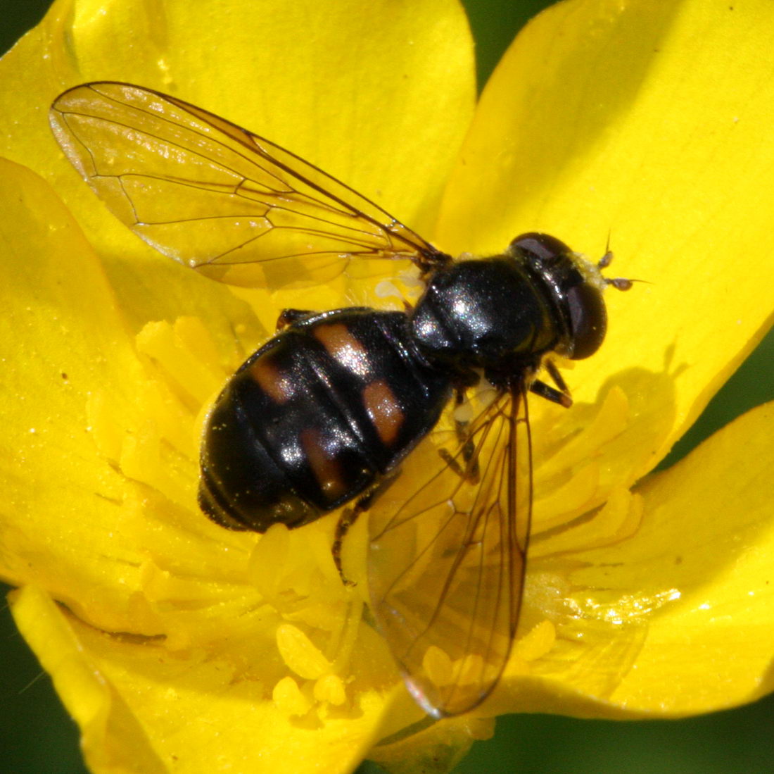 Firplettet Gallesvirreflue (Pipiza quadrimaculata)