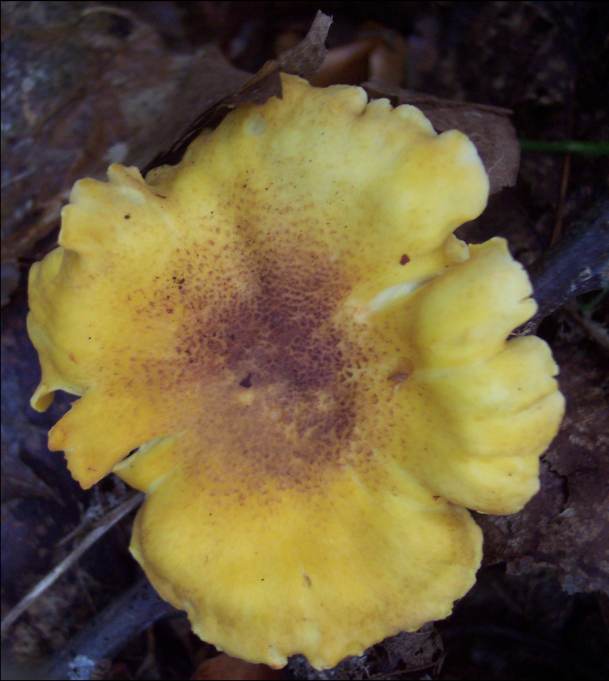 Ametyst-Kantarel (Cantharellus amethysteus)