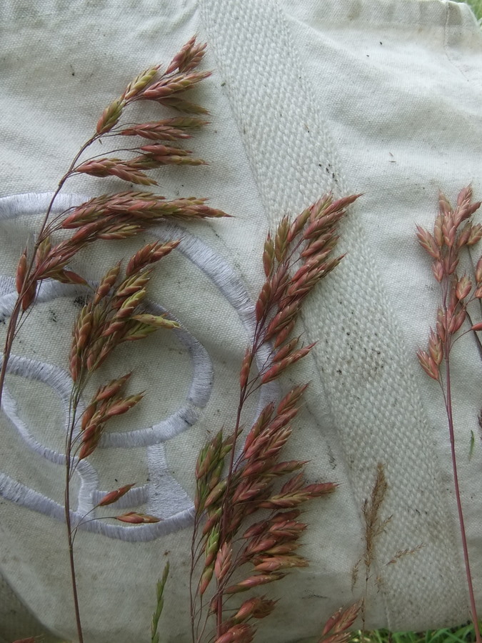 Eng-Hejre (Bromus racemosus)