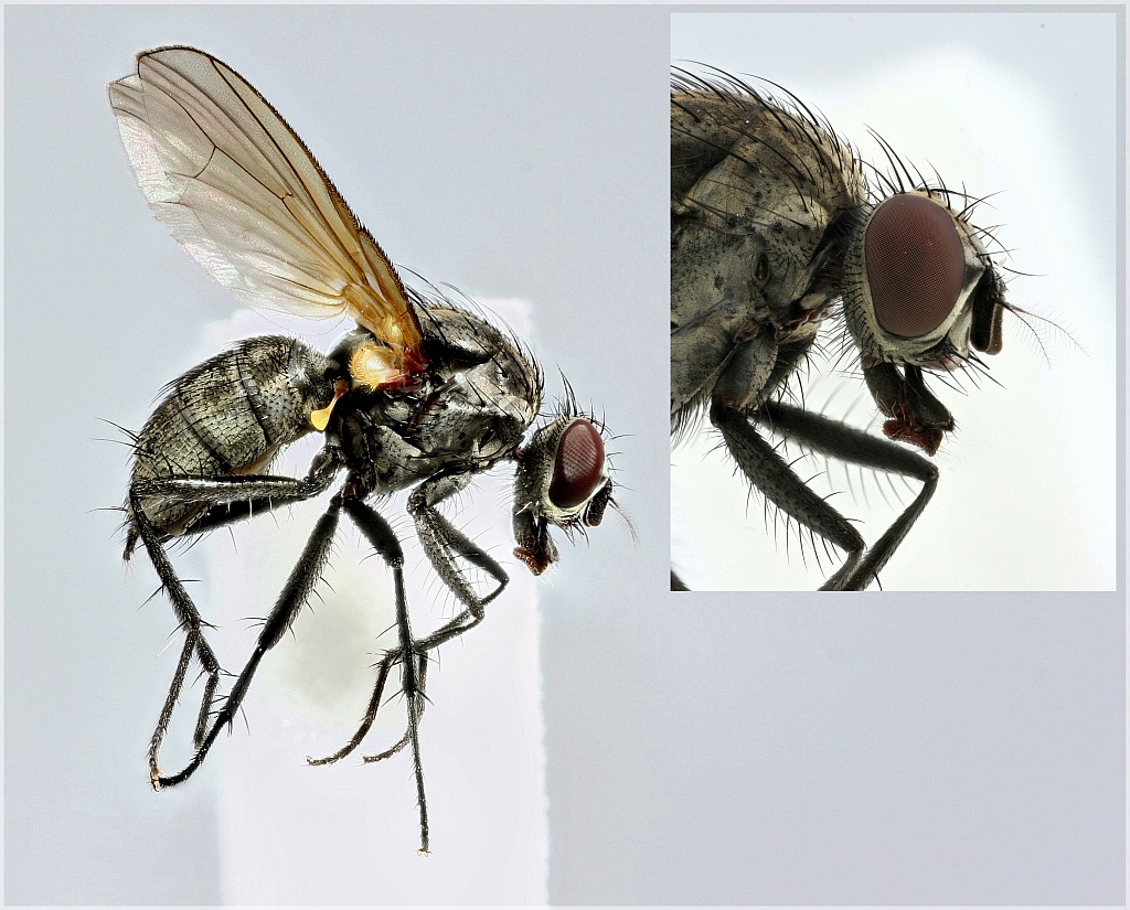 Pegoplata palposa (Pegoplata palposa)