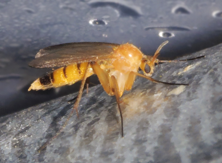Allocotocera pulchella (Allocotocera pulchella)