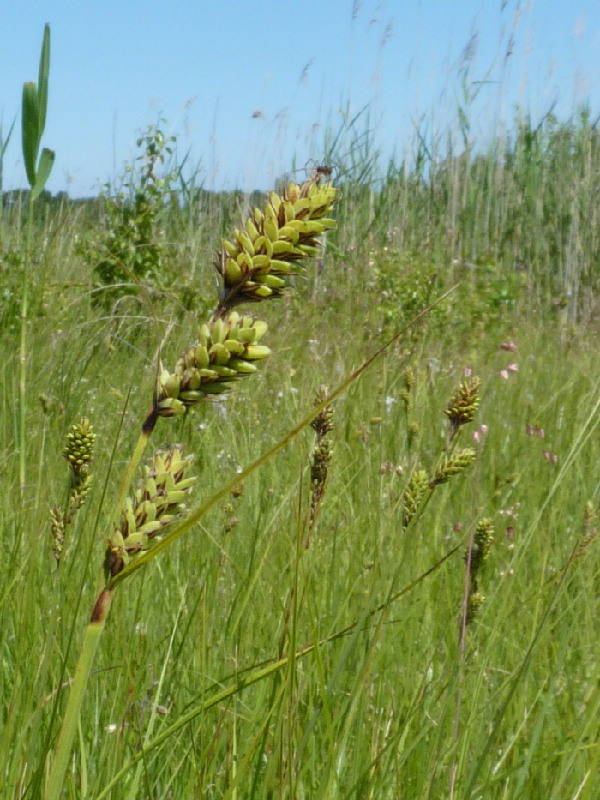 Kølle-Star (Carex buxbaumii)