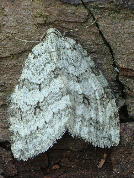 Christys Efterårsmåler (Epirrita christyi)
