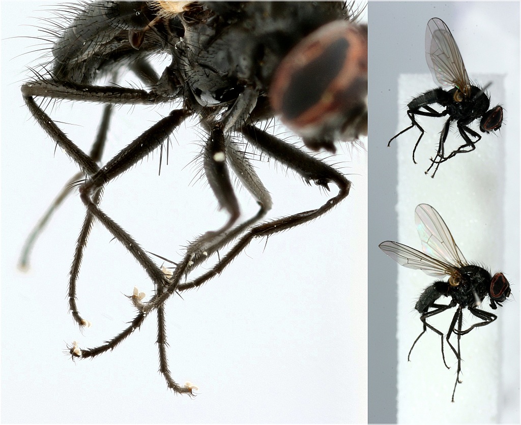 Hydrotaea parva (Hydrotaea parva)