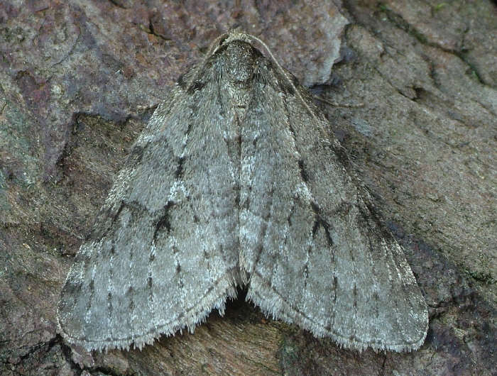 Kontrastrig Efterårsmåler (Epirrita autumnata)