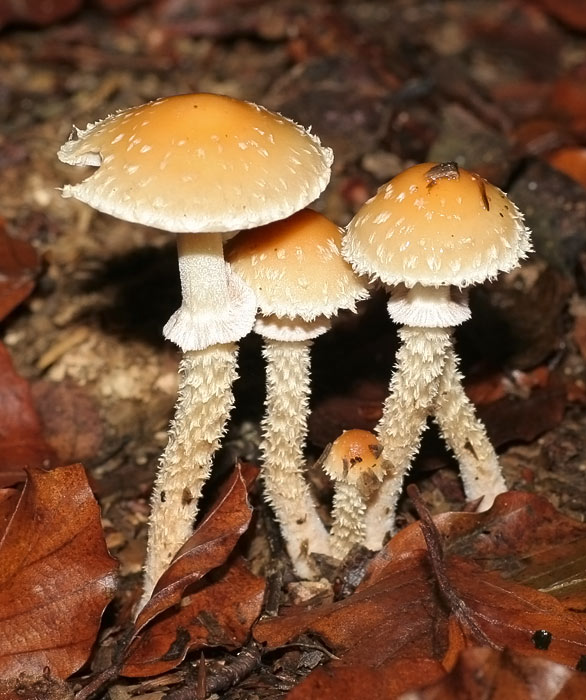 Skællet Bredblad (Leratiomyces squamosus)