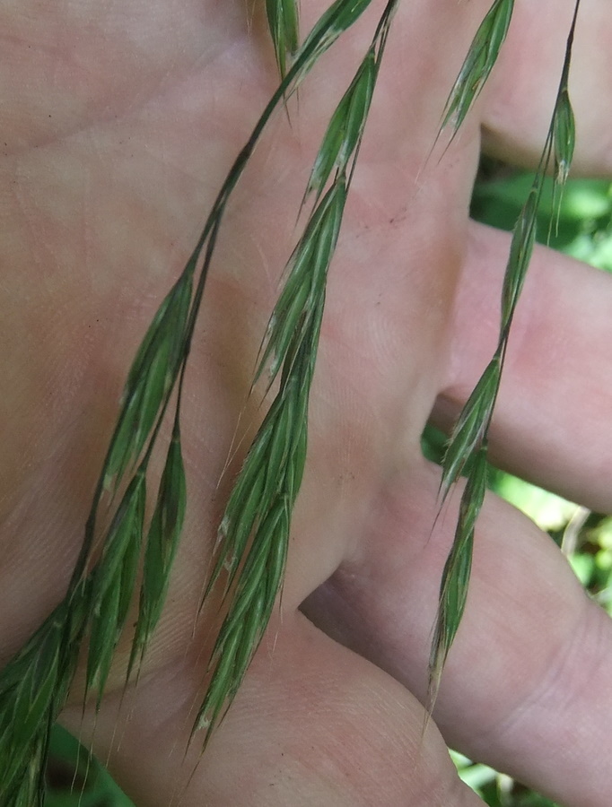 Tidlig Skov-Hejre (Bromopsis benekenii)