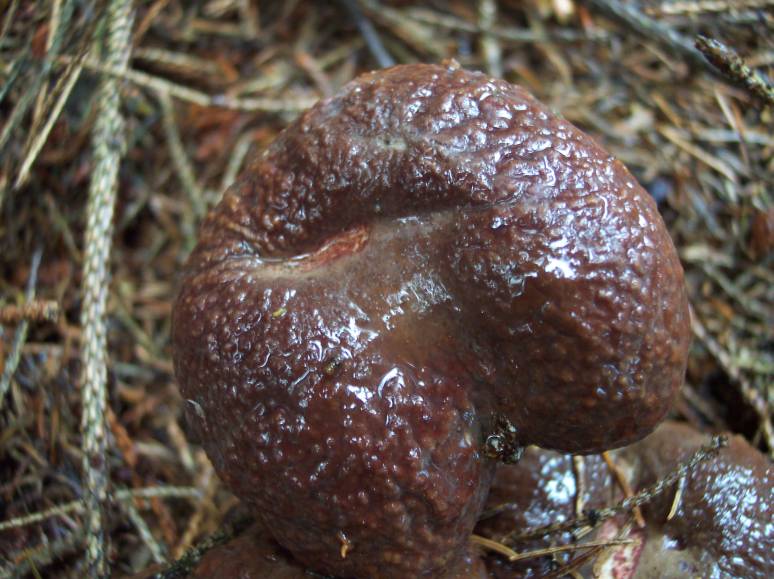 Rødbrun Rørhat (Boletus pinophilus)