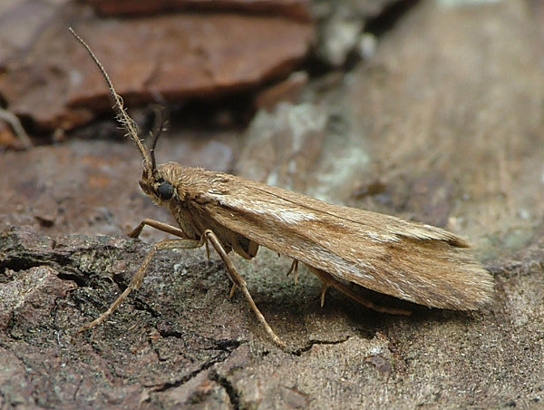 Efterårsprydvinge (Diurnea lipsiella)