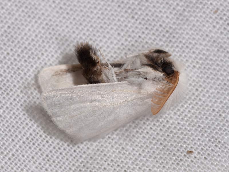 Brunhale (Euproctis chrysorrhoea)