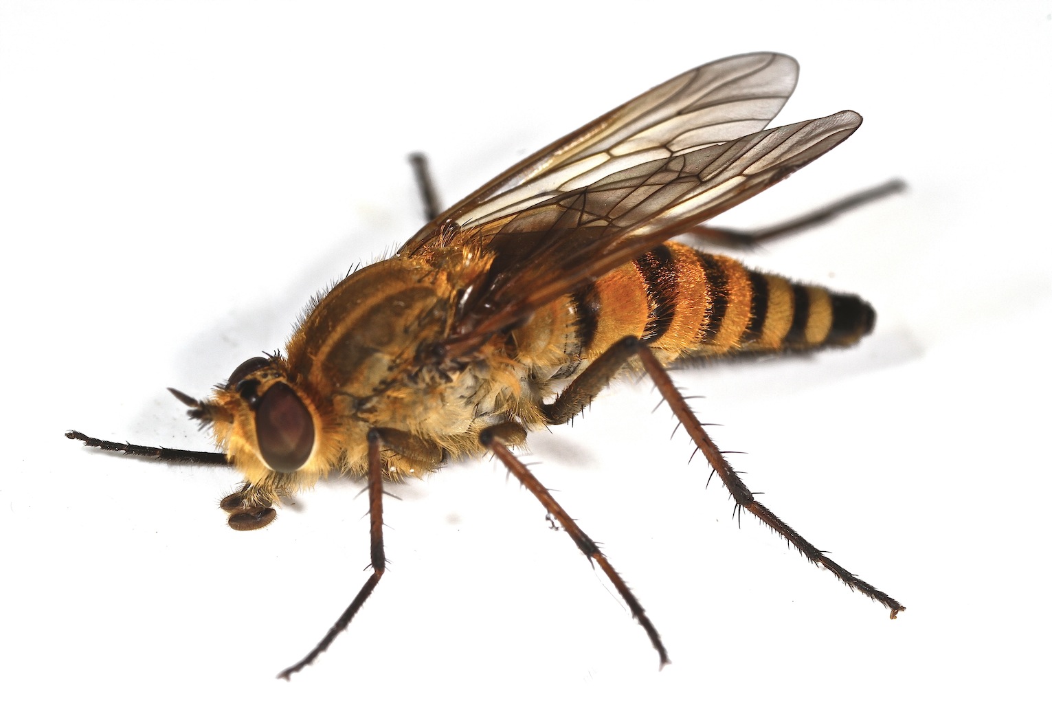 Thereva handlirschi (Thereva handlirschi)