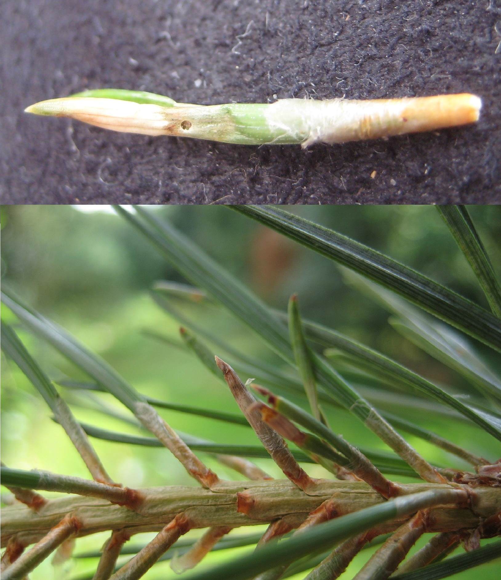 Fyrrenåleskedegalmyg (Thecodiplosis brachyntera)