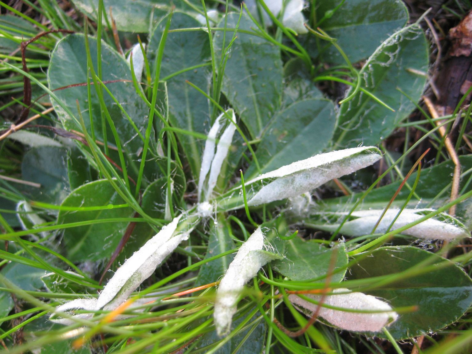 Nasonovia pilosellae (Nasonovia pilosellae)