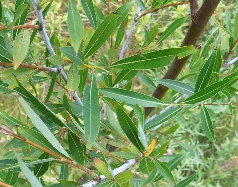 Kaspisk Dug-Pil (Salix daphnoides ssp. acutifolia)