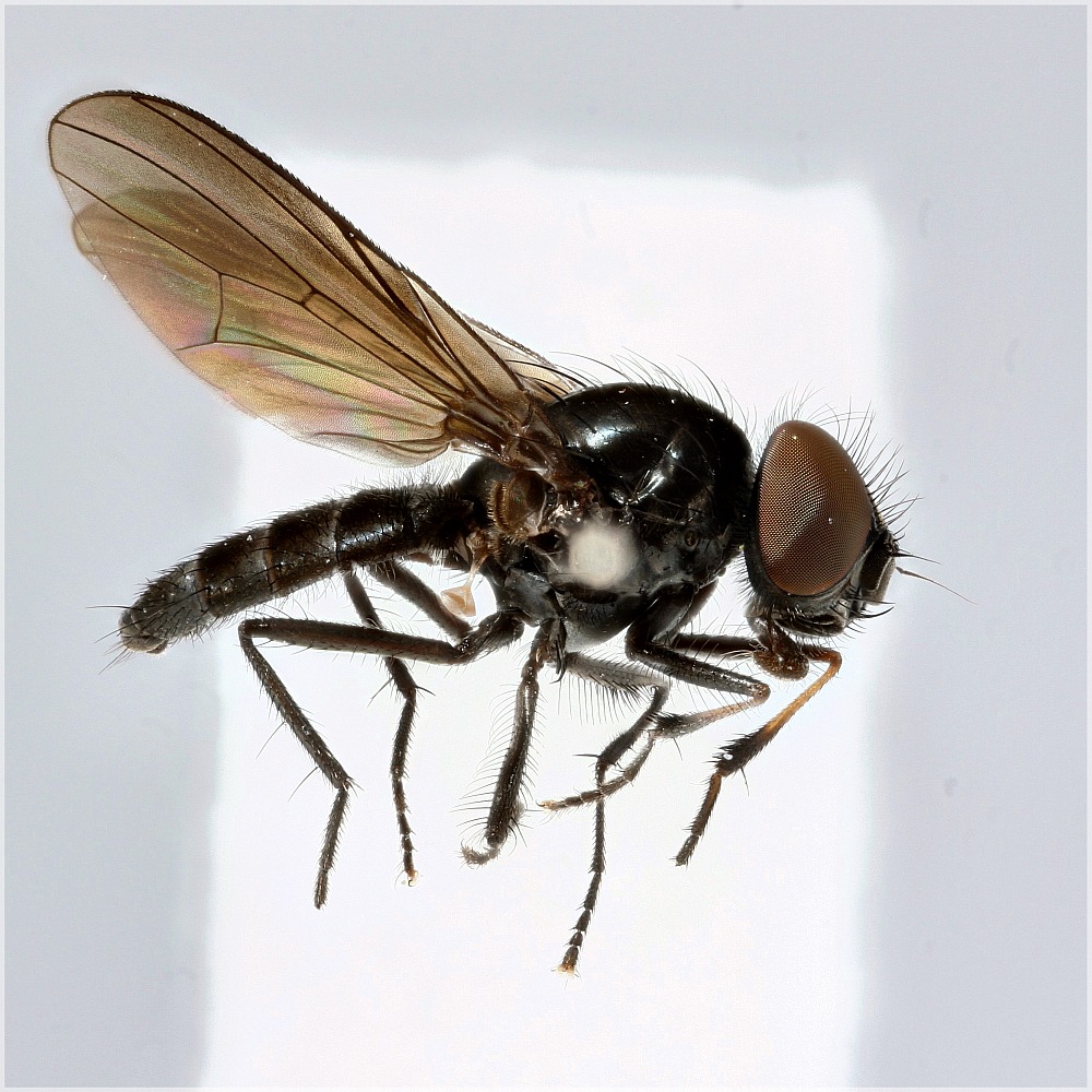 Fannia monilis (Fannia monilis)