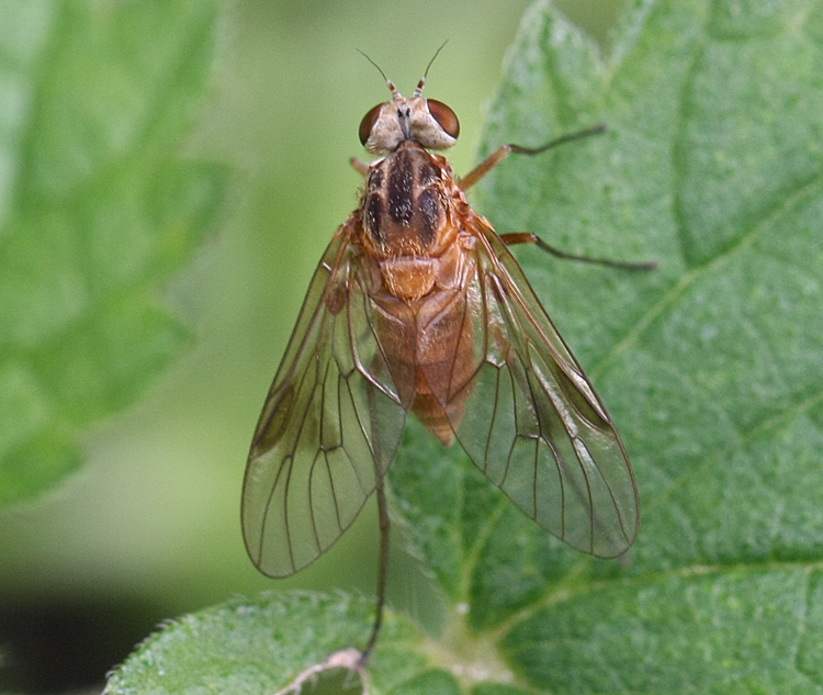 Chrysopilus luteolus (Chrysopilus luteolus)