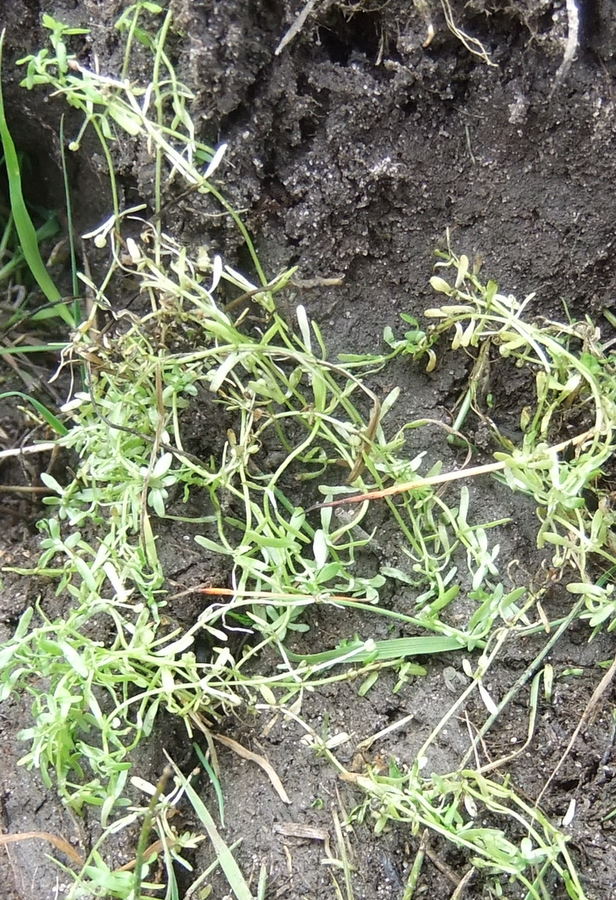 Stilkfrugtet Vandstjerne (Callitriche brutia)